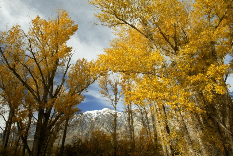 Fall Colors Emerge in the Sierra Nevada Mountains